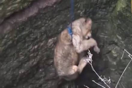 lions, gir somnath, lion rescue operation, lioness rescue operation, lioness rescued in gir somnath, lioness rescue operation video, lion rescued, lion story, lioness story