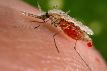 Delhi scientists, malaria parasites, how malaria parasites multiply rapidly, New drugs for malaria, malaria, cycle of multiplication, Plasmodium into humans, Plasmodium, female Anopheles mosquitoes, Special Centre for Molecular Medicine, Jawaharlal Nehru University 