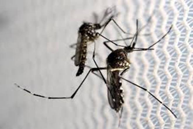 20 mn mosquitoes to hit Fresno, Alphabet Inc, technology company, bacteria-filled mosquitoes, California, bug campaign, Verily Life Sciences, male mosquitoes, bacteria humans