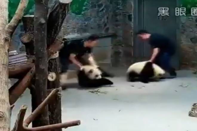 Panda mistreated at research facility in China; WATCH viral video ...