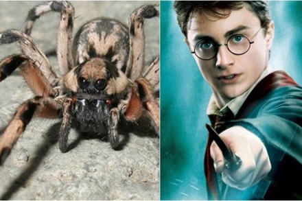 Spider, Harry Potter, wolf spider crab species , Iran, Lycosa aragogi