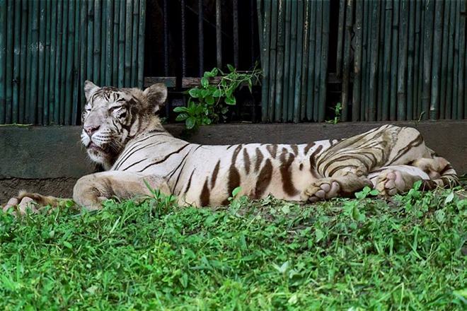 delhi zoo, white tiger vijay birthday, tiger vijay 10  birthday, National Zoological Park, delhi, wildlife conservation, Raja Ram Singh,  zoological parks