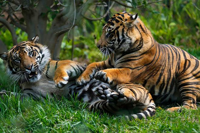 Delhi zoo, delhi zoo tiger, tiger adoption, animal adoption, delhi zoo news, tiger zoo delhi, adpot an animal, zoo, delhi news Delhi zoo, delhi zoo tiger, tiger adoption, animal adoption, delhi zoo news, tiger zoo delhi, adpot an animal, zoo, delhi news