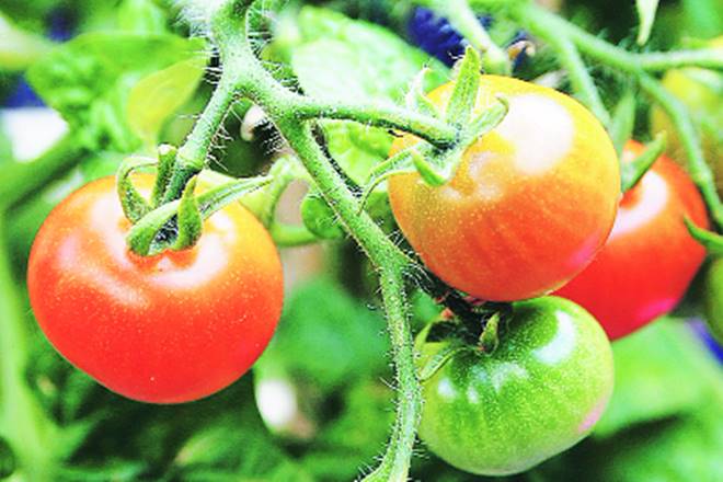 tomato prices, tomato price hike, tomato price ups, tomato price in whole sale market