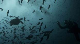 MH370, MH370 seach, MH370 news, MH370 latest news, Undersea world, Undersea world revealed