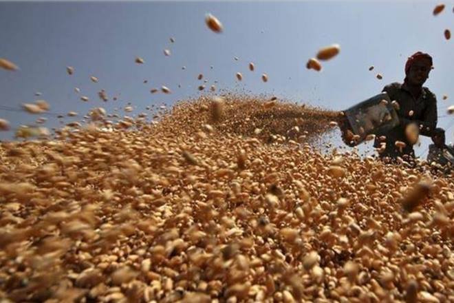 Foodgrain output in India, Foodgrain output, Foodgrain, kharif season, kharif area, oilseeds, Agriculture, Agriculture experts, Maharashtra Dal Miller Association, agri-marketing stress, IMD