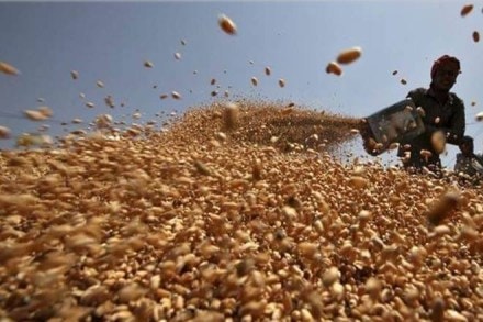 Foodgrain output in India, Foodgrain output, Foodgrain, kharif season, kharif area, oilseeds, Agriculture, Agriculture experts, Maharashtra Dal Miller Association, agri-marketing stress, IMD