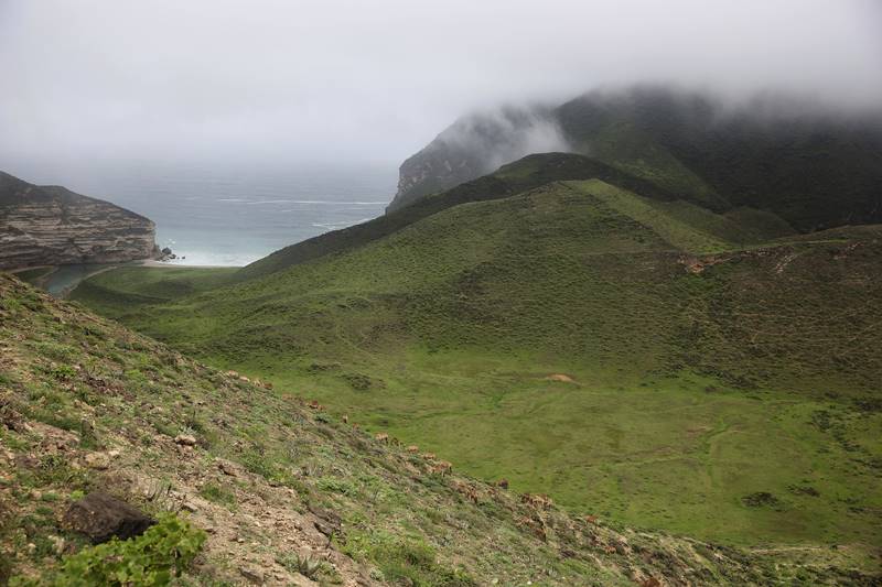 oman, salalah, oman monsoon, monsoon in oman, salalah monsoon, travel oman monsoon, tourist, monsoon, desert, rain, fog, monsoon festival, oman pics, salalah pics, saudi arabia