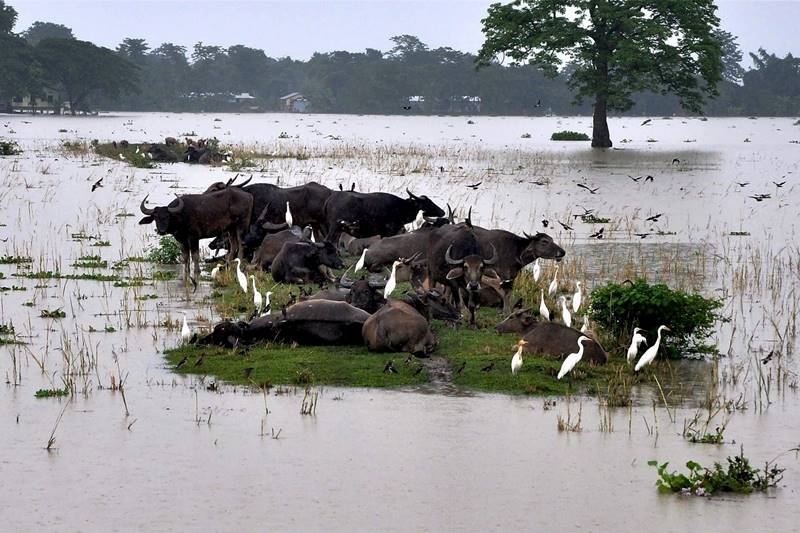 flood in bihar, flood in assam, bihar floods, india floods, assam floods, monsoon, heavy rains, flood in india, flood in northeastern states, india news, india pics, latest news, latest pics