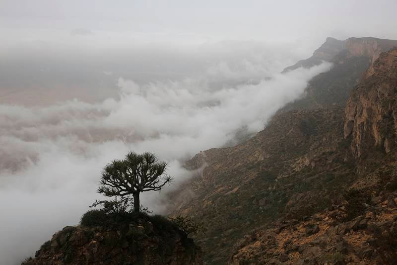 oman, salalah, oman monsoon, monsoon in oman, salalah monsoon, travel oman monsoon, tourist, monsoon, desert, rain, fog, monsoon festival, oman pics, salalah pics, saudi arabia