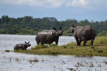 Assam Flood, Kaziranga National Park, Kaziranga Flogg, Rohini Ballav Saikia, UNESCO world Heritage Site, Difloo River, NH37, Karbi Anglong