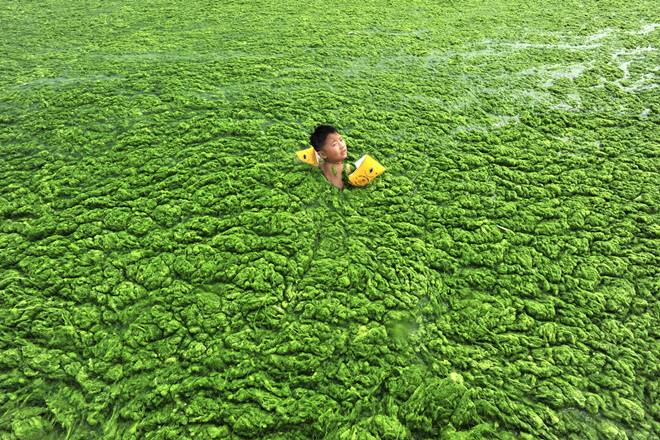 Global warming gives algal blooms the right mix of conditions to thrive. (File Photo) Global warming gives algal blooms the right mix of conditions to thrive. (File Photo)