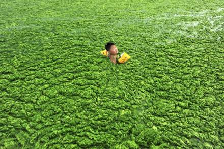 Global warming gives algal blooms the right mix of conditions to thrive. (File Photo) Global warming gives algal blooms the right mix of conditions to thrive. (File Photo)