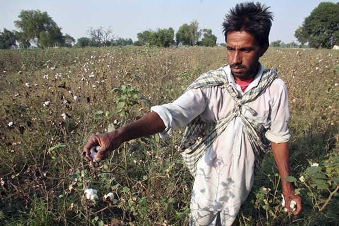 Manjula Maralappanavar says her laboratory at the University of Agricultural Sciences, Dharwad, was deliberately dismantled and transgenic seedlings were destroyed in February 2015. (Image: Reuters)