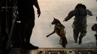 military, military dogs, increasingly precious weapon, Military War Dogs, recuperating veterans, canines, fighter dogs