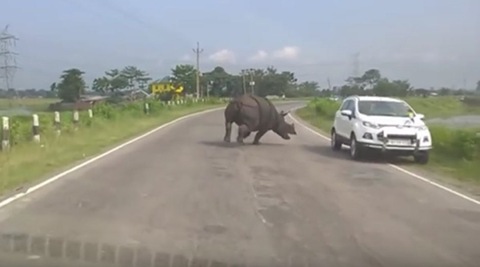 Watch what happens when a two-tonne rhino chases every car in its path in Assam