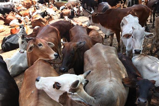 unique identification number, unique identification number for cattle, uid numbers for cattle, cattle uid, madhya pradesh cattle, aadhaar