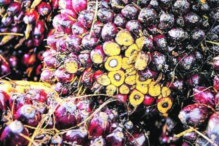 Imports of vegetable oil, vegetable oil import, rupee appreciation, Solvent Extractors Association, non-edible oils, soybean, rapeseed, groundnut, oilseeds, kharif season, degummed soybean oil, RBD Palmolein, degummed soybean oil, import of soft oils Imports of vegetable oil, vegetable oil import, rupee appreciation, Solvent Extractors Association, non-edible oils, soybean, rapeseed, groundnut, oilseeds, kharif season, degummed soybean oil, RBD Palmolein, degummed soybean oil, import of soft oils