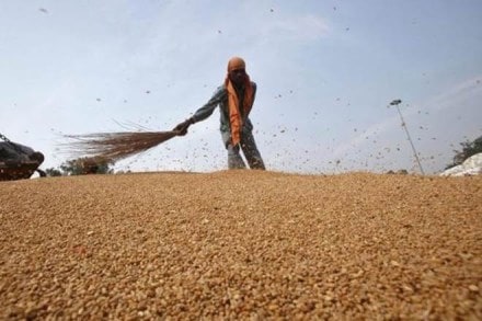 wheat rates, wheat prices, subsidised wheat rates, subsidised wheat prices, ram vilas paswan, food inflation