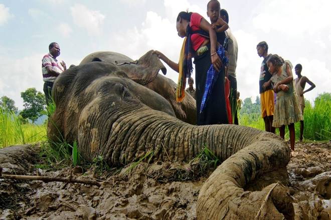 Nilgiri, Gudalur, Elephants, Wild Animals