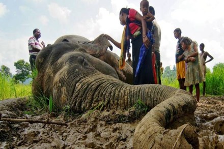 Nilgiri, Gudalur, Elephants, Wild Animals Nilgiri, Gudalur, Elephants, Wild Animals