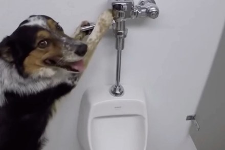 akshay kumar, akshay kumar dog, Toilet Ek Prem Katha, Toilet Ek Prem Katha box office collection, Toilet Ek Prem Katha bo collection, Toilet Ek Prem Katha lifetime box office collection, Toilet Ek Prem Katha business, Toilet Ek Prem Katha records, akshay kumar, anupam kher, bhumi padnekar, rowdy rathore, taran adarsh, jolly llb 2, Toilet Ek Prem Katha plot, Toilet Ek Prem Katha, Toilet Ek Prem Katha pictures, Toilet Ek Prem Katha photos akshay kumar, akshay kumar dog, Toilet Ek Prem Katha, Toilet Ek Prem Katha box office collection, Toilet Ek Prem Katha bo collection, Toilet Ek Prem Katha lifetime box office collection, Toilet Ek Prem Katha business, Toilet Ek Prem Katha records, akshay kumar, anupam kher, bhumi padnekar, rowdy rathore, taran adarsh, jolly llb 2, Toilet Ek Prem Katha plot, Toilet Ek Prem Katha, Toilet Ek Prem Katha pictures, Toilet Ek Prem Katha photos