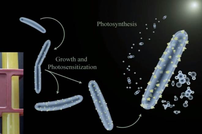 cyborg bacteria, cyborg microbes, efficient solar panels, harvesting sun's energy, producing fuel, fuel from carbon dioxide, fuel from water, harvest solar energy