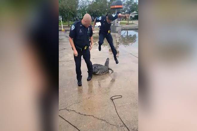 policeman gets scared of aligator, police oficer scared of aligator, louisiana police, viral video, trending video, rending news