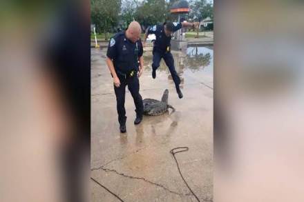 policeman gets scared of aligator, police oficer scared of aligator, louisiana police, viral video, trending video, rending news