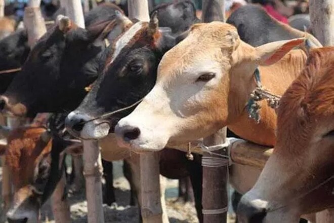 Cattle trade, vigilantes, cost of transaction