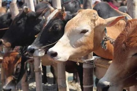 Cattle trade, vigilantes, cost of transaction