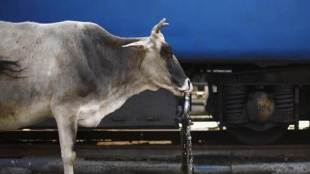 Bihar, Bihar news, Bihar latest news, Bihar beef, Bihar crisis, Bihar tension, beef ban, beef india, cow care india, cow slaughter