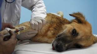 dog cancers, dogs, dog disease, dog diseases, dog treatment, dog cancer treatment, animal cancer treatment, animal diseases, how to treat dog