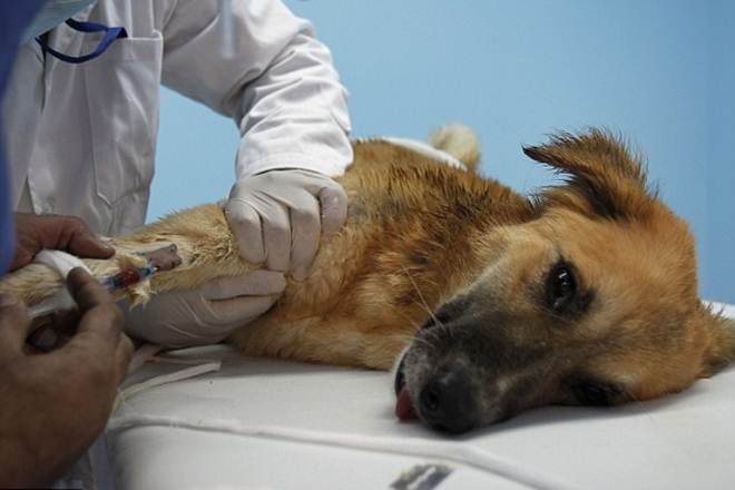 dog cancers, dogs, dog disease, dog diseases, dog treatment, dog cancer treatment, animal cancer treatment, animal diseases, how to treat dog dog cancers, dogs, dog disease, dog diseases, dog treatment, dog cancer treatment, animal cancer treatment, animal diseases, how to treat dog