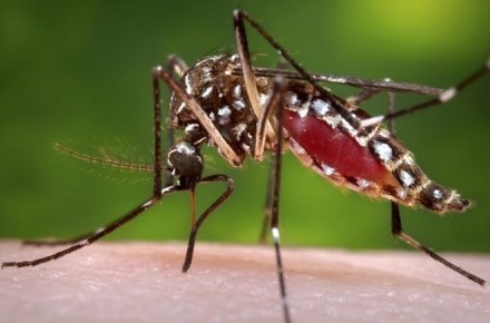 Indian Scientist, Zika Research, Zika Virus, Zika Diagnose, New Technology for Zika Indian Scientist, Zika Research, Zika Virus, Zika Diagnose, New Technology for Zika