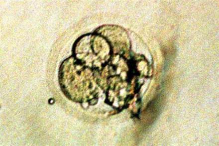 US scientists , US scientists news, human embryos,human embryos news, baby