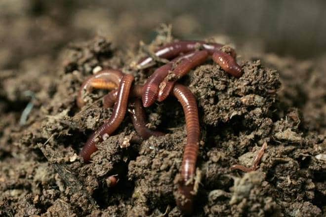 Earthworm, Kerela, Drawida Polydiverticulata, Dravida Thomsi, Mahatma Gandhi University, Eravikulam National Park, Kakkadampoyil, Kozhippra