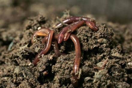 Earthworm, Kerela, Drawida Polydiverticulata, Dravida Thomsi, Mahatma Gandhi University, Eravikulam National Park, Kakkadampoyil, Kozhippra