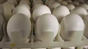 eggs, Britain, France, Netherlands, Belgium