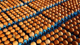 EU eggs, EU meeting, EU crisis, crisis meeting, contaminated eggs meeting, contaminated eggs crisis, contaminated eggs, insecticide-tainted eggs, European Health Commissioner, Vytenis Andriukaitis, food safety issues, fipronil eggs, Belgian Agriculture Minister, Denis Ducarme, 2013 horsemeat scandal, horsemeat scandal