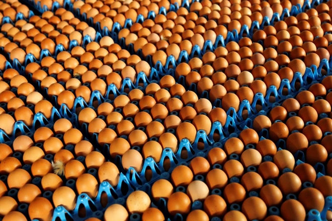 EU eggs, EU meeting, EU crisis, crisis meeting, contaminated eggs meeting, contaminated eggs crisis, contaminated eggs, insecticide-tainted eggs, European Health Commissioner, Vytenis Andriukaitis, food safety issues, fipronil eggs, Belgian Agriculture Minister, Denis Ducarme, 2013 horsemeat scandal, horsemeat scandal