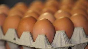 french eggs contaminated, french eggs insecticide infected, dutch eggs france, fipronil chemical france eggs