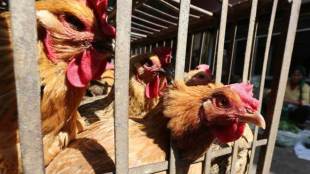 philippines h5 bird flu outbreak, philippines poultry infected san luis town manila, avian influenza positive type a h5 philippines birds