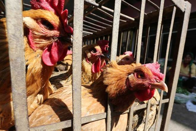 philippines h5 bird flu outbreak, philippines poultry infected san luis town manila, avian influenza positive type a h5 philippines birds philippines h5 bird flu outbreak, philippines poultry infected san luis town manila, avian influenza positive type a h5 philippines birds
