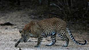Satellite, Cat Biologists, GPS, wild Animals in India, Mamoni Valley, Jaguars