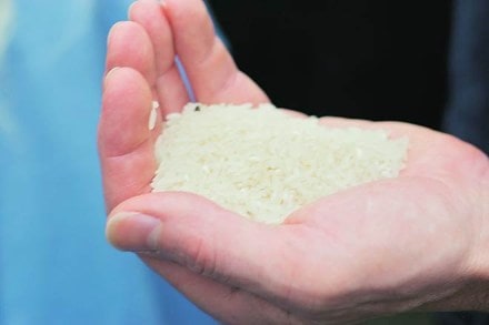 India,  European Union, basmati rice varieties , Gulf countries, United Arab Emirates, Saudi Arabia,AIREA, rice exports, Uttar Pradesh , haryana, basmati rice exports