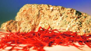 saffron, saffron spice, spice saffron, kashmiri saffron, jammu and kashmir government, kashmir saffron, spices board india