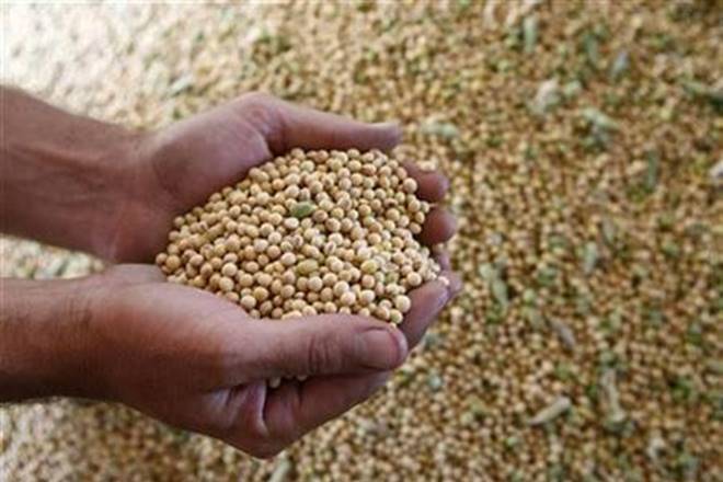 Soybean planting was hit considerably in Madhya Pradesh, which accounts for more than 60 % of the country’s production. (Reuters) Soybean planting was hit considerably in Madhya Pradesh, which accounts for more than 60 % of the country’s production. (Reuters)