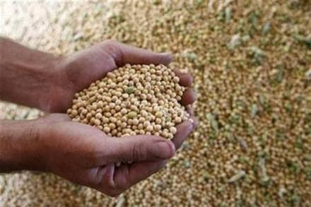 Soybean planting was hit considerably in Madhya Pradesh, which accounts for more than 60 % of the country’s production. (Reuters) Soybean planting was hit considerably in Madhya Pradesh, which accounts for more than 60 % of the country’s production. (Reuters)