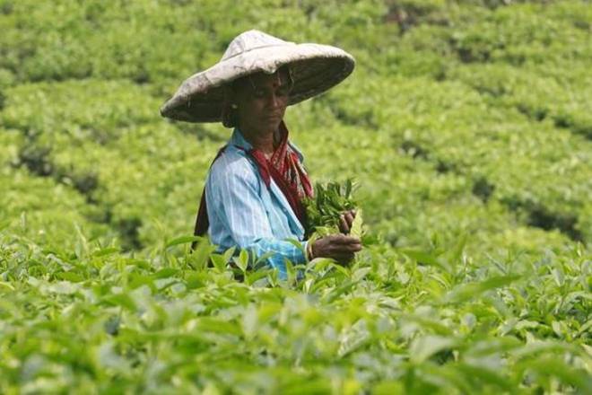 Tea production, tea production down, Darjeeling tea dips, Tea production India, Indefinite strike, recent news, Latest news